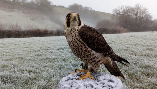 Carmarthenshire Falconry